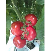 Семена томатов F1 Херсонес фотография