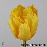 Тюльпан Yellowa фото