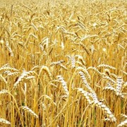 Мягкая пшеница опт