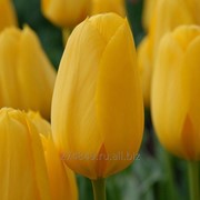Тюльпаны свежесрезанные фото