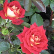 Саженцы роз, чайно-гибридные розы, плетистые розы, миниатюрные розы, почвопокровные розы фото