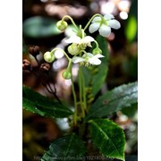 Зимолюбка зонтичная (Chimaphila umbellata, Umbellate Wintergreen) трава 100 грамм фото