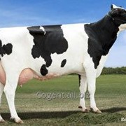 Сексированное семя быков молочных и мясных пород