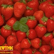 Свежие ягоды Клубника Код: 6004, импортная продукция ОПТОМ