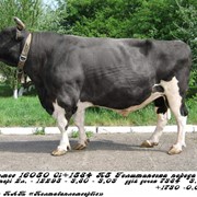 Сперма быка В.Вильмос HU3101733688/16050 (голштин черно-пестрый) фото
