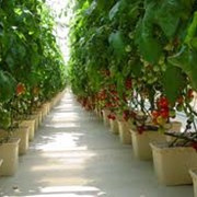Гидропонная установка для выращивания томатов, перца, огурцов