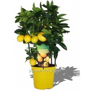 Лимон Citrus Limonella фото