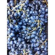 Виноград столовых сортов “Молдова“ фото