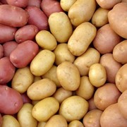Семенной картофель оптом фото