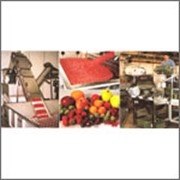 Услуги в сфере переработки фруктов и овощей: проектирование, поставка. монтаж. наладка. обучение