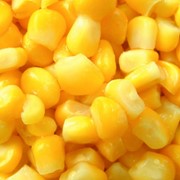 Кукуруза - гибрид ТАР фото
