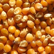 Зерно кукурузы продовольственное