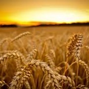 Семена озимой пшеницы Виктория Одесская (1репродукция и элита ) фото