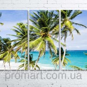 Модульна картина на полотні Пальми на пляжі код КМ80120-025 фотография