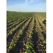 Семена сои, сорт Устя ЭС фото