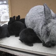 Молодняк кроликов Львовская область, кролики покупка фото
