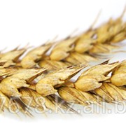 Пшеница 3 класса в Казахстана