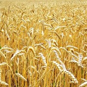 Пшениця фуражна фото