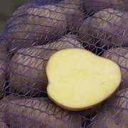 Картофель семенной сверхранний Белла Росса фото