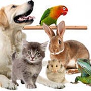 Полное клиническое обследование домашних и экзотических животных фото