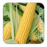 Семена кукурузы сахарной Наско Zea 75/26 F1 4500 семян Nasko