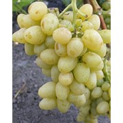 Саженцы винограда (посадочная материал) фотография
