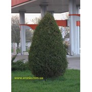 Можжевельник виргинский (Jniperus virginiana. ) фото
