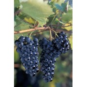 Саженцы морозоустойчивого винограда Маркетт фото