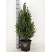 Ель сизая Коника -- Picea glauca Conica