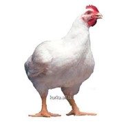 Цыплята-бройлеры суточные, выращиваем под заказ: РОСС 308, КОББ 500 фото