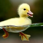 Премикс Аминовитан КЦП-У утята фото