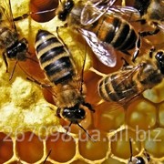Пчёлы кавказской породы фото