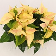 Пуансеттия (молочай) Крисмас Филингс мраморная -- Euphorbia Christmas Feelings Marble