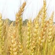 Зерно, Зерновые продукты фотография