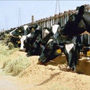 Корма для животноводческих хозяйств