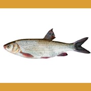Рыба Кутум вяленая вес 600-800 гр. в картонной коробке