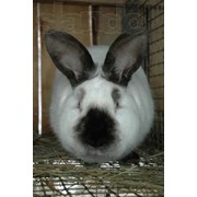 Продам кроликов мясной калифорнийской породы фотография