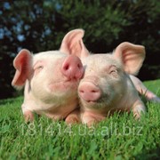 Комбикорм для свиней (гранулы) фото