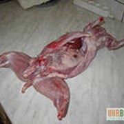 Продам Мясо кролика фото