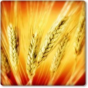 Пшеница озимая Зустрич