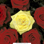 Розы фотография