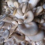 Инструкции по выращиванию грибов