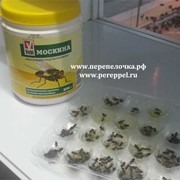 Инсектицидное средство для борьбы со взрослыми особями мух Москина 500 г фото