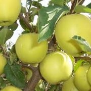 Саженцы яблонь Голден Делишес фото