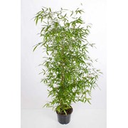 Саженцы бамбука: Phyllostachys Aureosulcata Spectabillis 2,5 м. фото