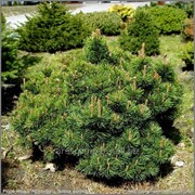 Сосна горная Pinus mugo Picobello Pa 30, Ø 15 40-50 C5