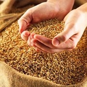 Пшеница мешок: 40 кг. фото