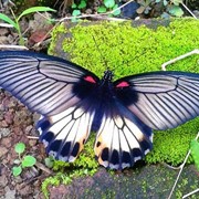 Живые бабочки тропические подарок