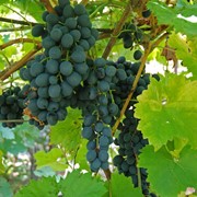 Виноград в Молдове фото
