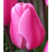 Тюльпаны Jumbo Pink